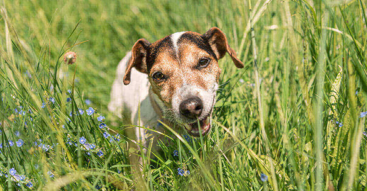 fressen Hunde gerne Gras?