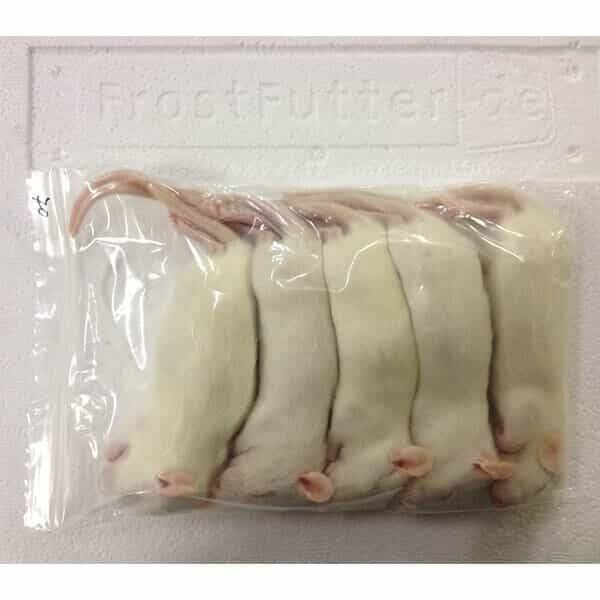 FrostFutter.de - Gefrorene Futtertiere für Reptilien: Ratten klein, ca. 9-12cm