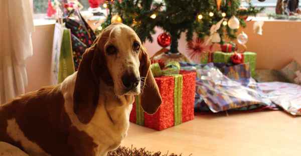 FrostFutter-Weihnachten-mit-Hund-und-Katz-min