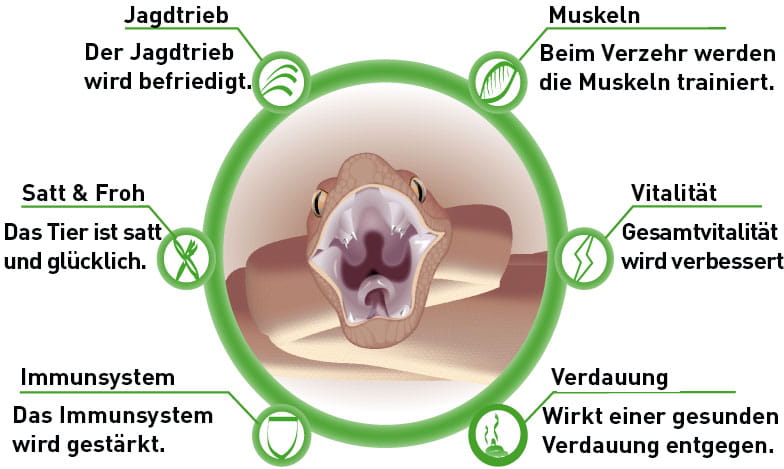 FrostFutter Vorteile von geforenen Futtertieren für Reptilien