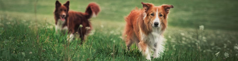 zum FrostFutter BARF Sortiment für Hunde